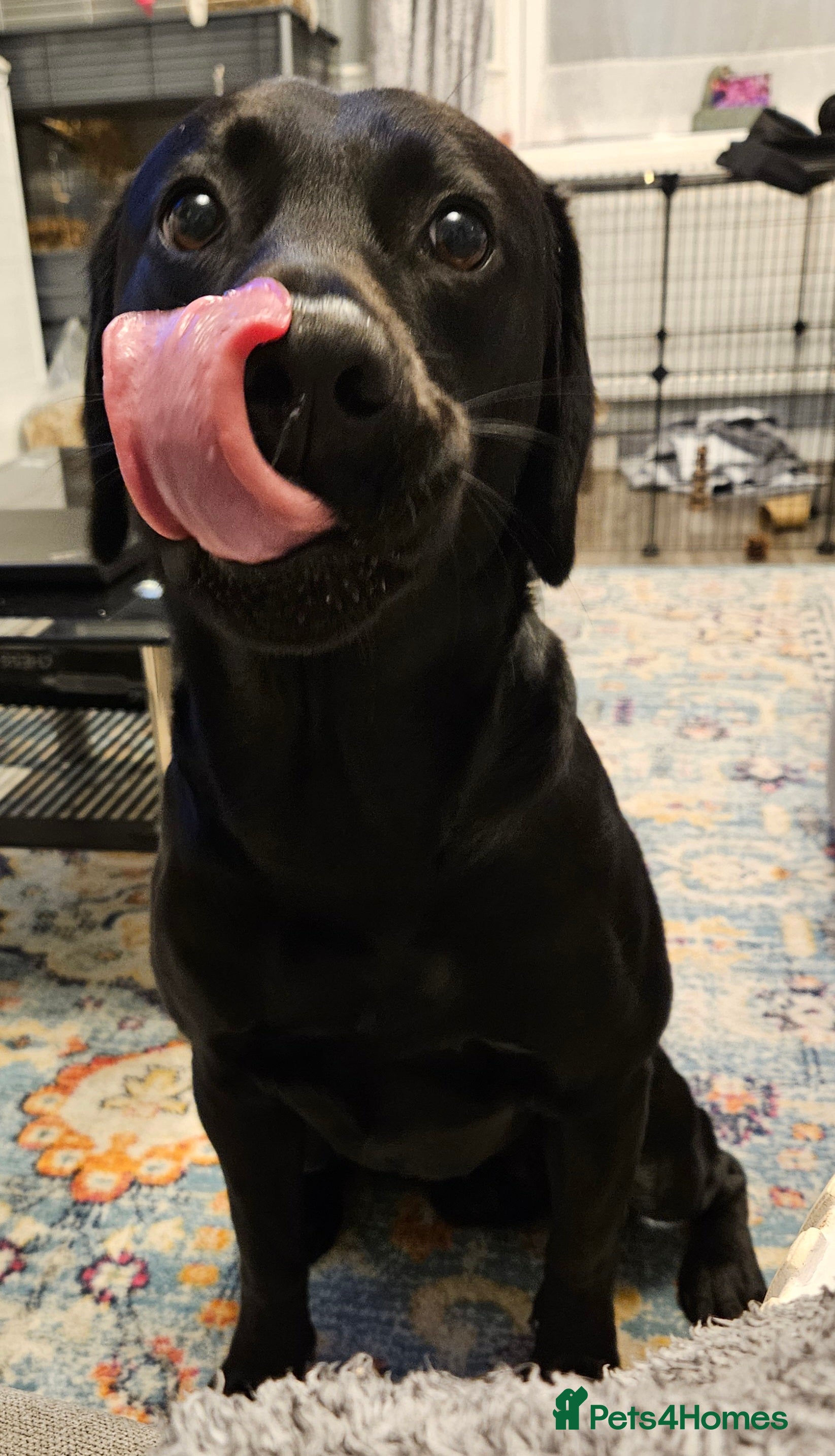 Labrador Retriever dogs 4 year old male labrador  - Advert 2