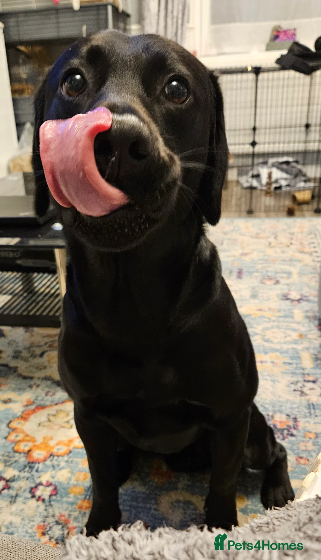 Labrador Retriever dogs for sale: 4 year old male labrador  - Advert 1