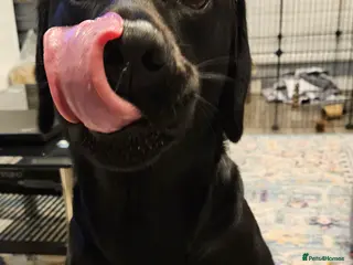 Labrador Retriever dogs 4 year old male labrador - Advert 2