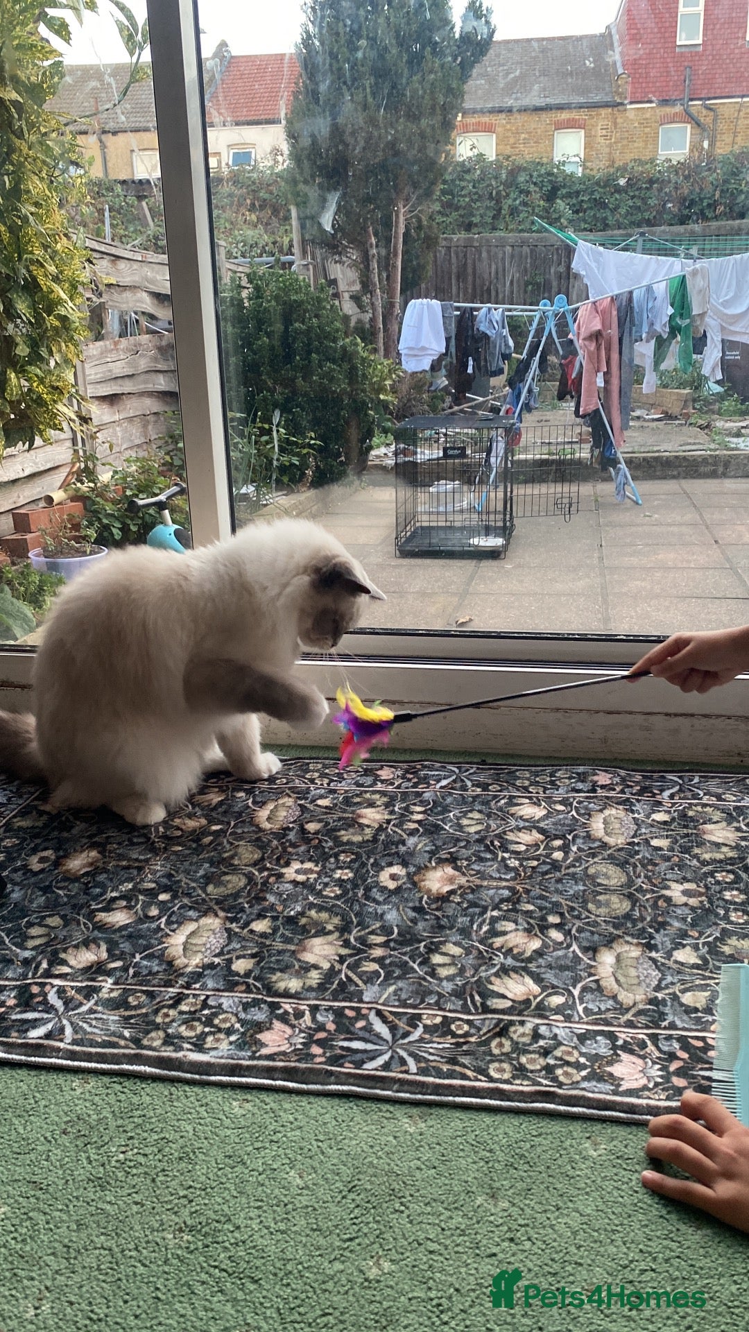 Ragdoll cats Beautiful 3-Year-Old Female Ragdoll Cat – £400 - Advert 1