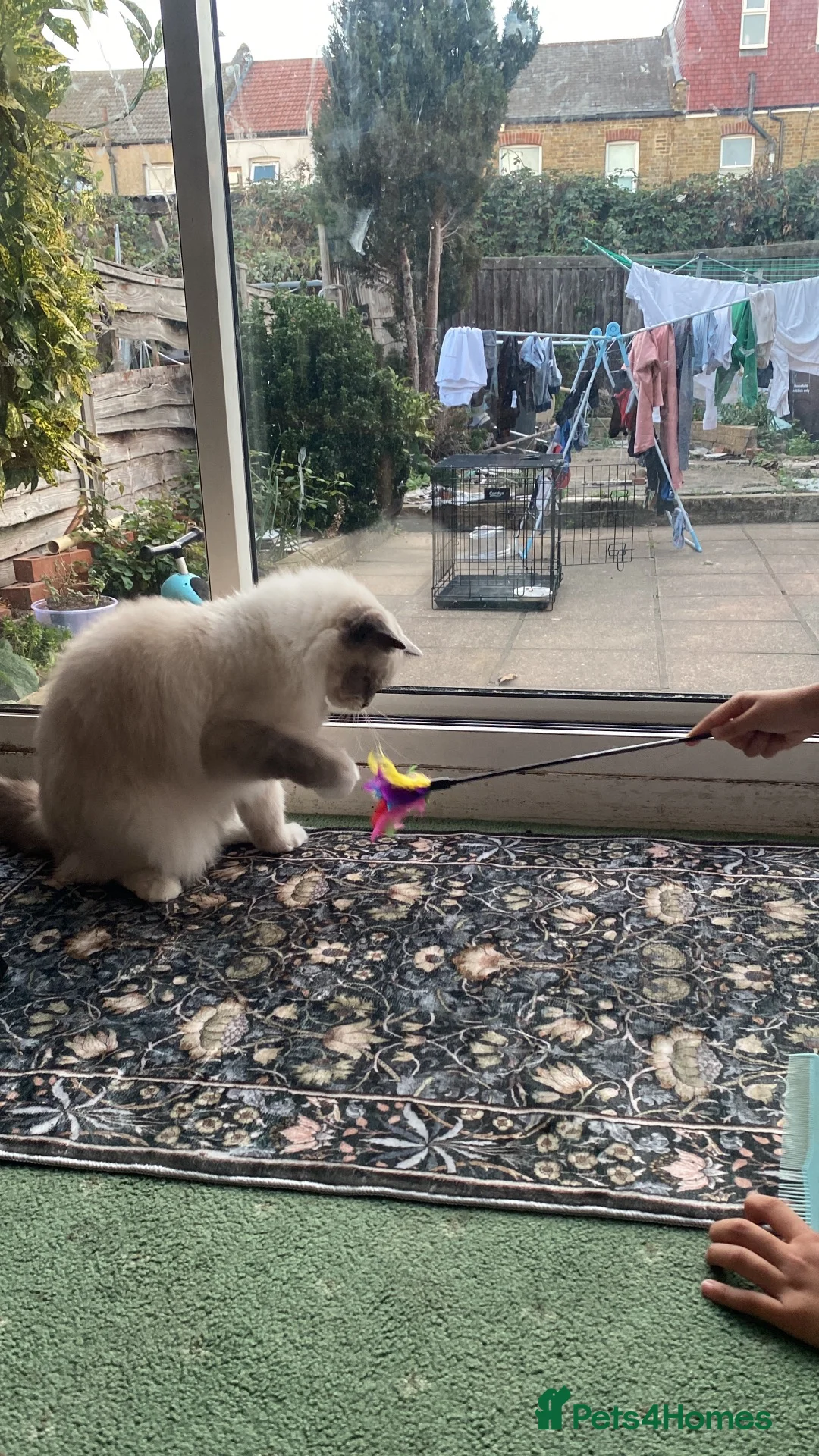 Ragdoll cats for sale: Beautiful 3-Year-Old Female Ragdoll Cat – £400 in Hounslow - Advert 1