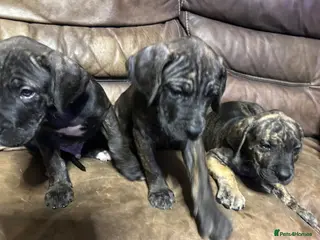 Mixed Breed dogs 3 Boys Daniff pups.Great Dane/Mastiff Ready 28th - Advert 3