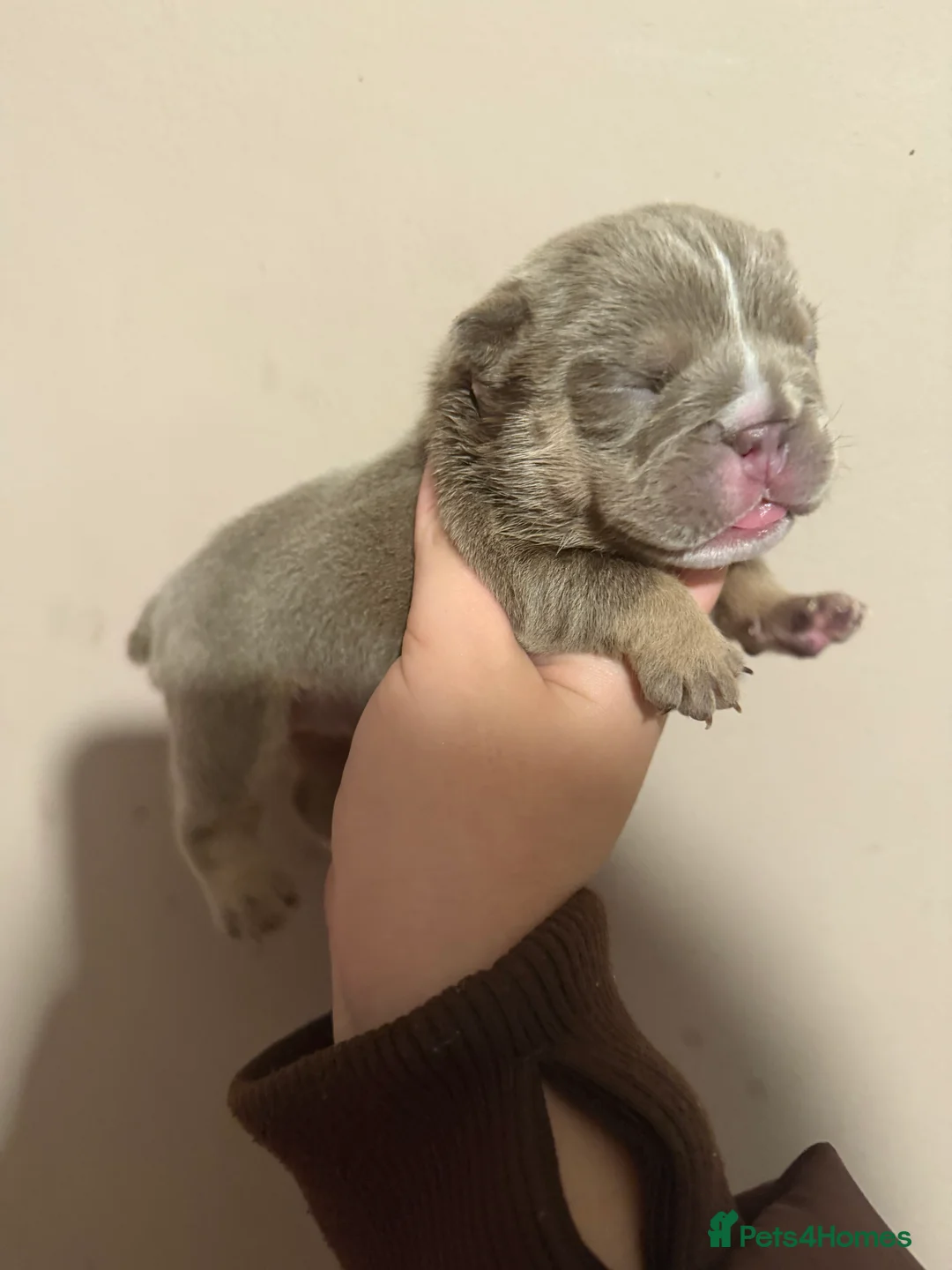 English Bulldog dogs for sale: ENGLISH BULLDOG PUPs FOR SALE🖤 - Advert 7