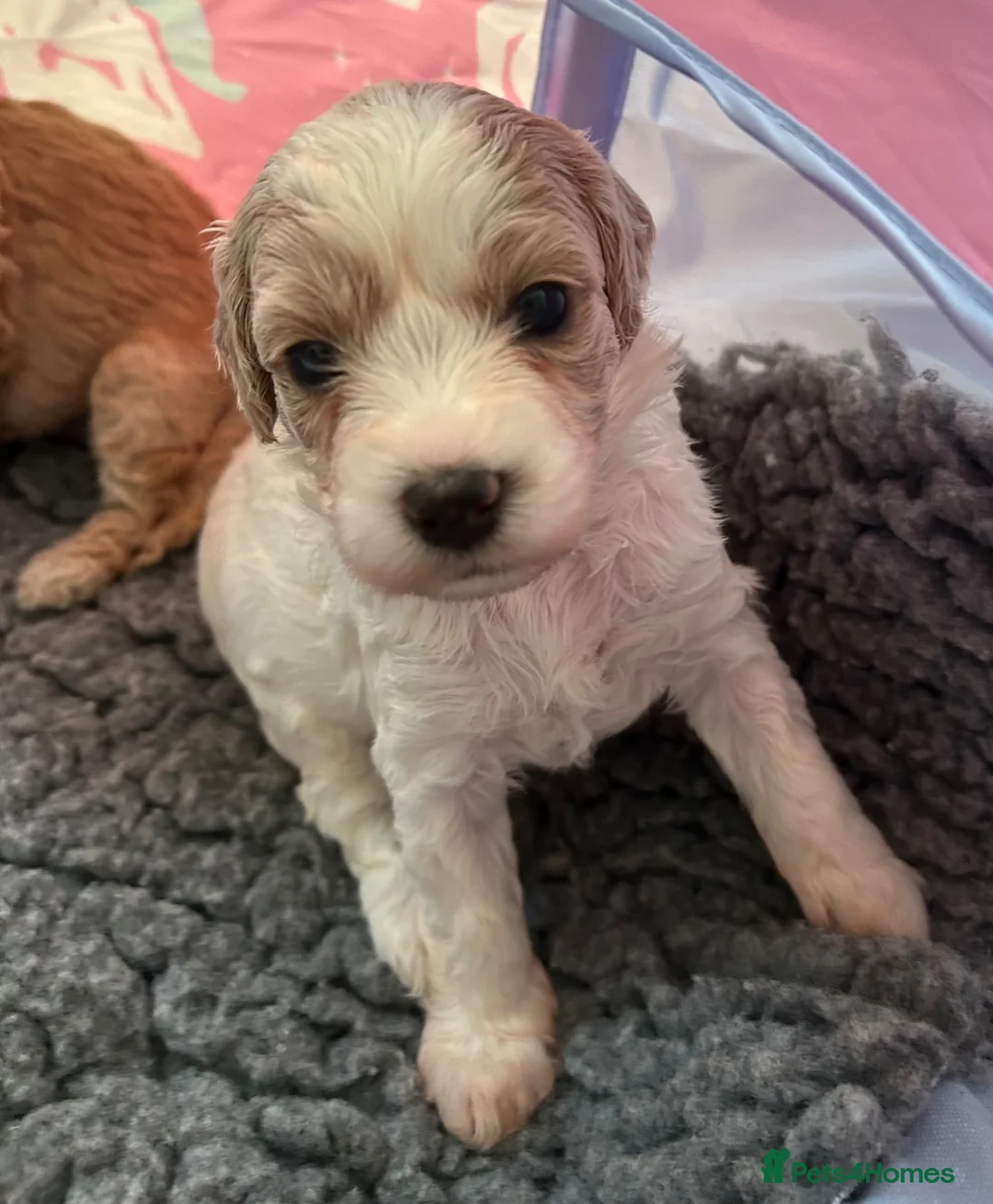 Cavapoo dogs for sale: 1 beautiful female Cavapoo pup available to view - Advert 1