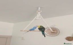 Budgerigars birds for sale: 2 budgies  - Image 1