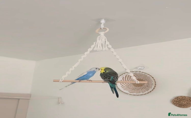 Budgerigars birds - Advert 3