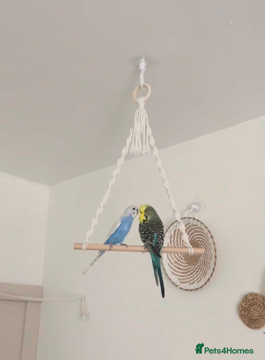 Budgerigars birds for sale: 2 budgies  - Image 1