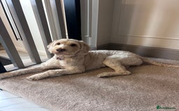 Cockapoo dogs for sale: 5 year old cockapoo girl  - Image 4