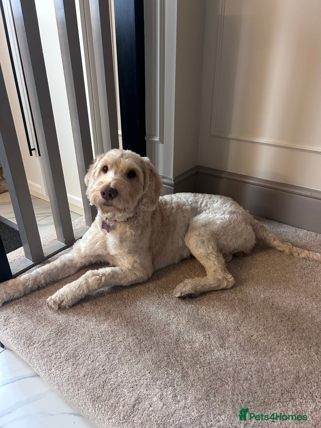 Cockapoo dogs for sale: 5 year old cockapoo girl  - Image 4