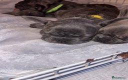 French Bulldog dogs for sale: Fench bulldog - Image 7