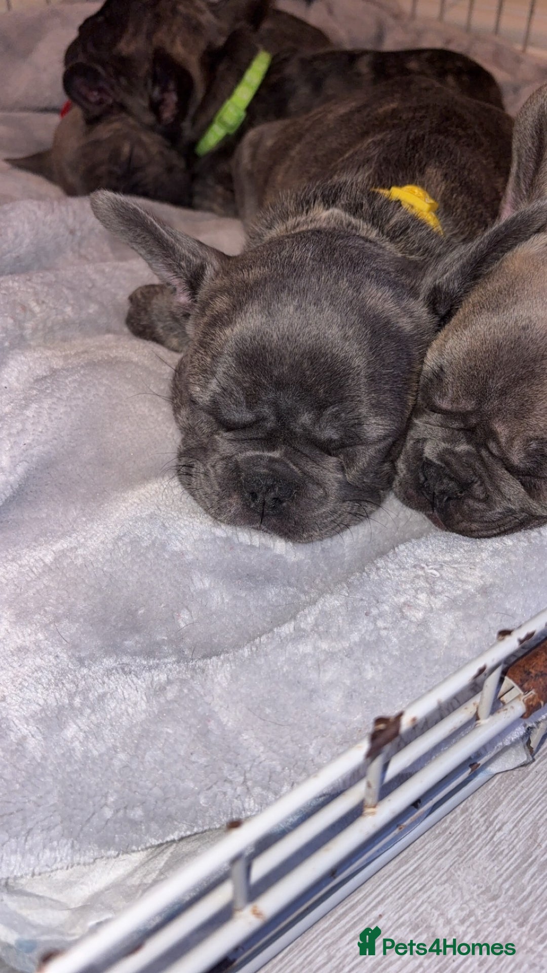 French Bulldog dogs for sale: Fench bulldog - Image 7
