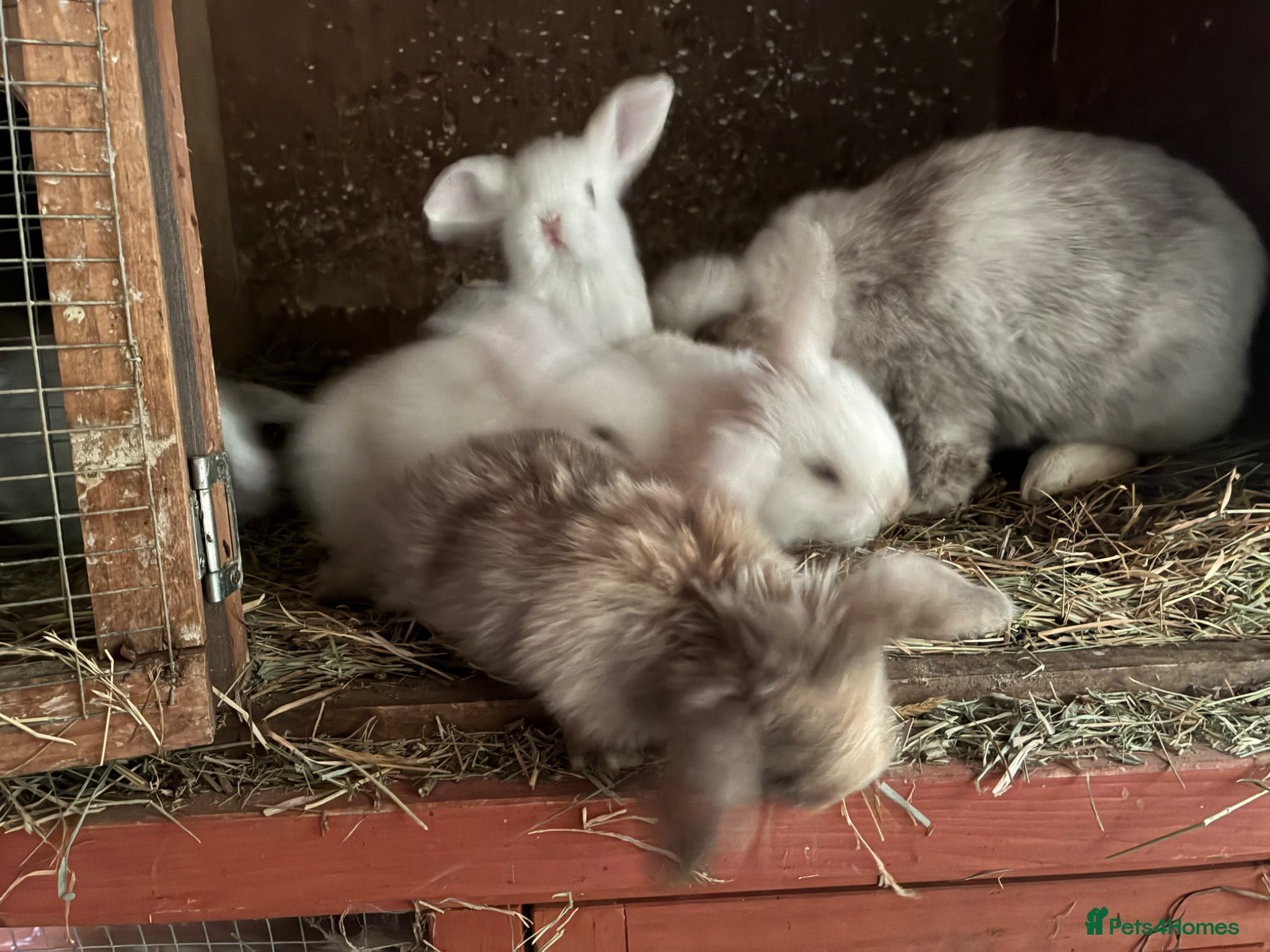 Lionhead rabbits 6 minilop babies  - Advert 10