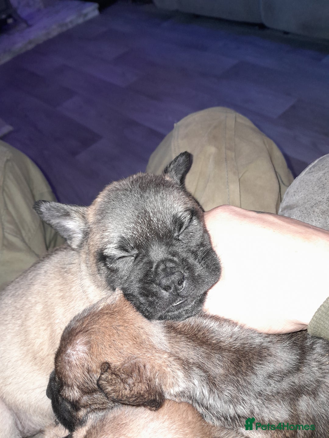 Mixed Breed dogs for sale: French bulldog x - Advert 19