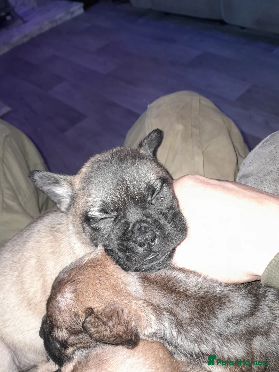 Mixed Breed dogs for sale: French bulldog x - Advert 19