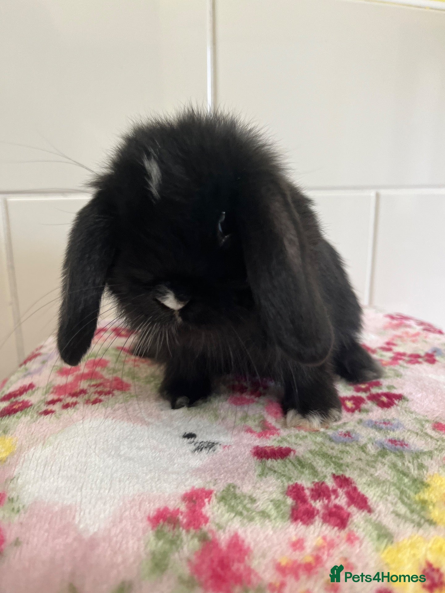 Mini Lop rabbits Beautiful mini lops ready on 22 nd September  - Advert 11