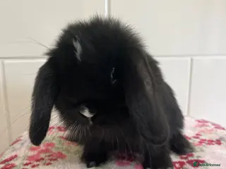 Mini Lop rabbits Beautiful mini lops ready on 22 nd September - Advert 11