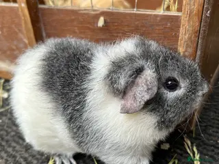 Guinea Pig rodents Guinea pigs - Advert 5
