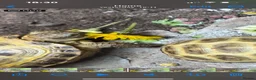 Tortoise reptiles for sale: Horsfield tortoise  - Advert 4