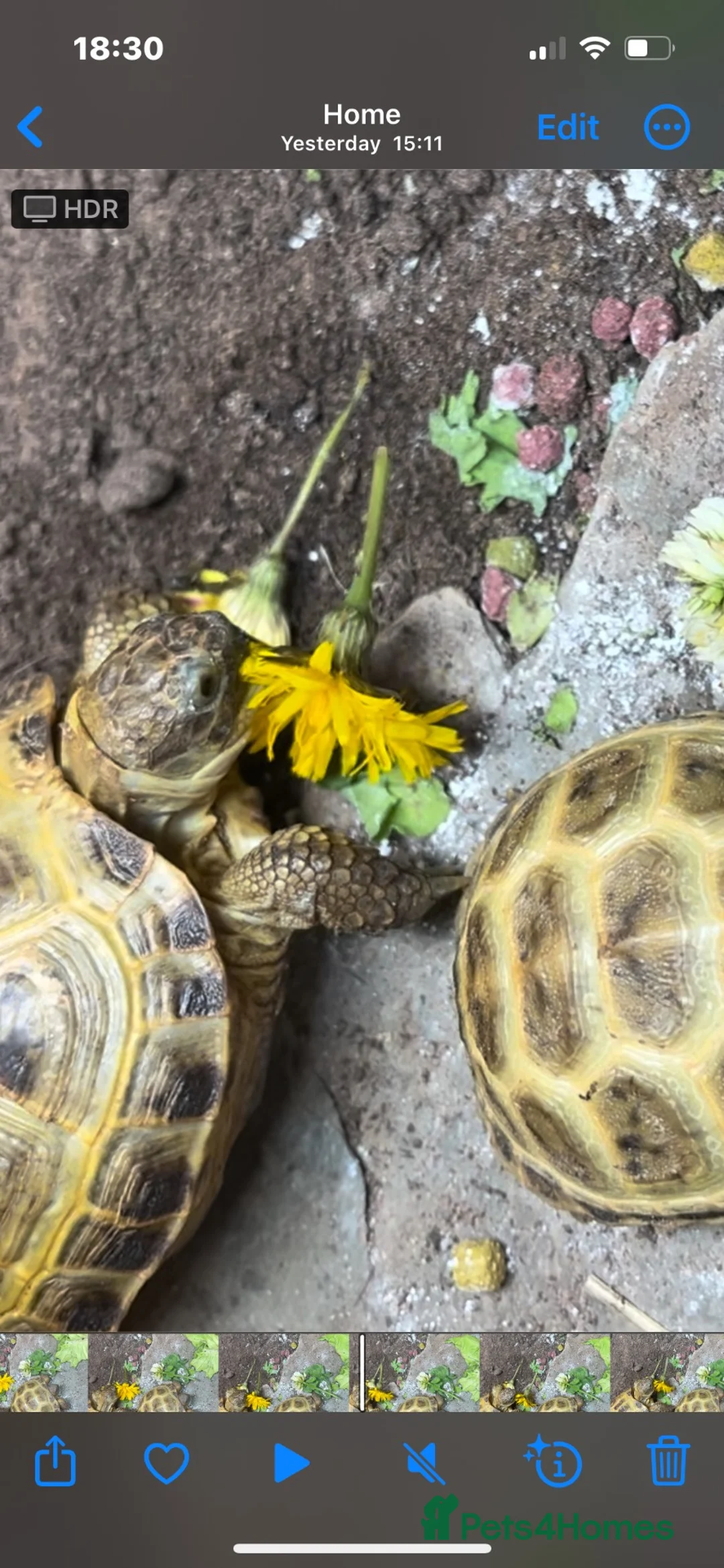 Tortoise reptiles for sale: Horsfield tortoise  - Advert 4