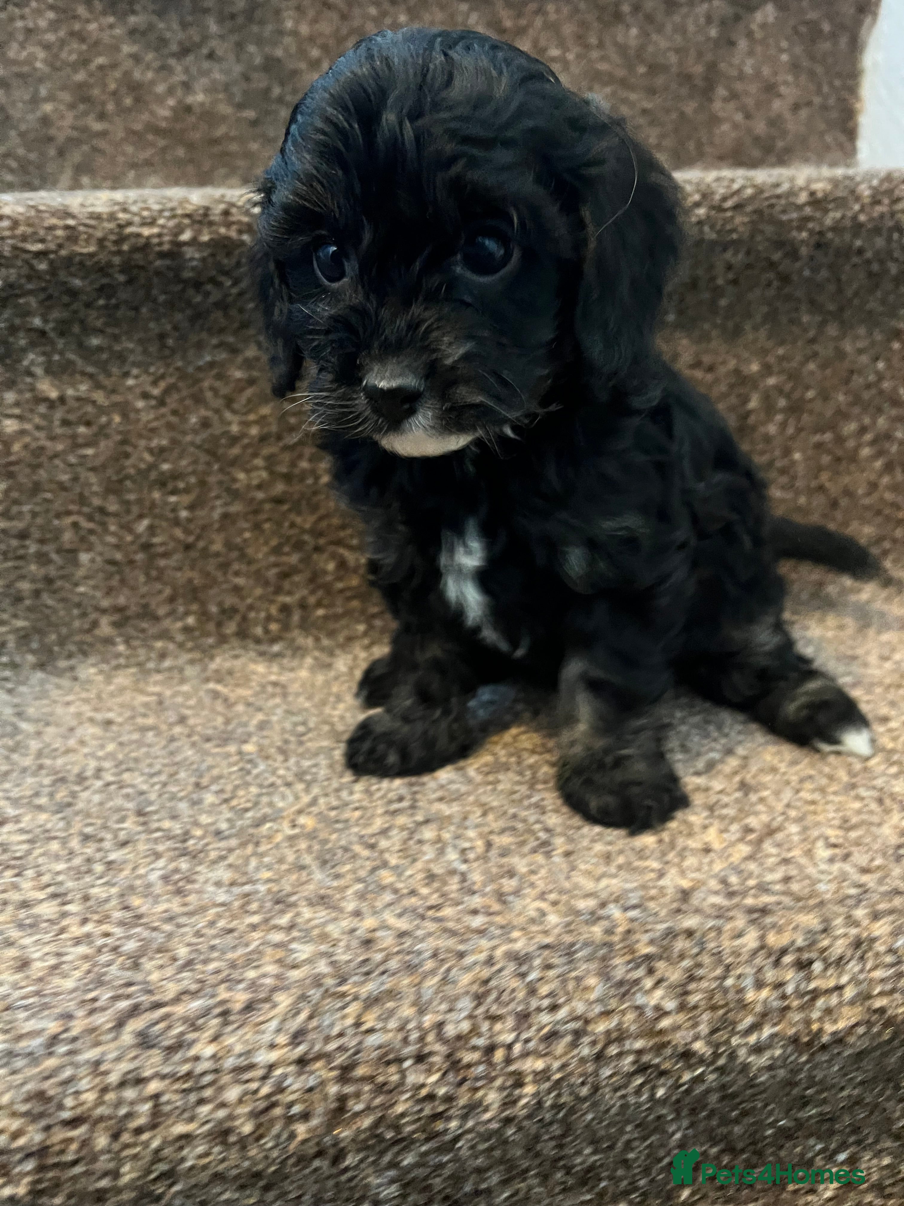 Cavapoo dogs 1 health tested cavapoo ready to leave  - Advert 8