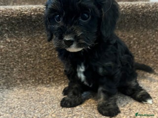 Cavapoo dogs 2 stunning cavapoos ready next week 🥰 - Advert 7