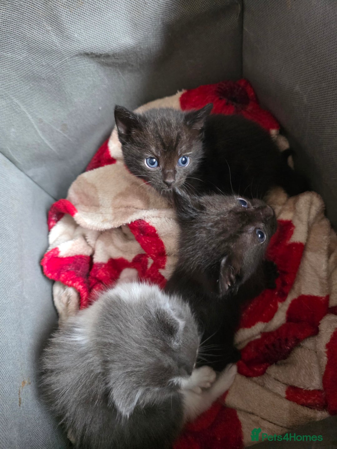 Ragdoll cats for sale: Ragdoll mix - Image 6