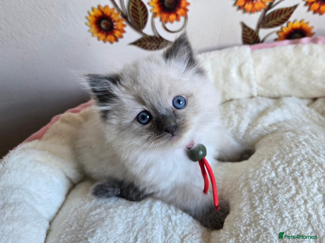 Ragdoll cats for sale: Registered male Ragdoll kittens  - Image 16
