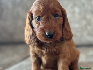 Cockapoo dogs BEAUTIFUL RED COCKAPOO PUPS HEALTH TESTED PARENTS - Advert 3