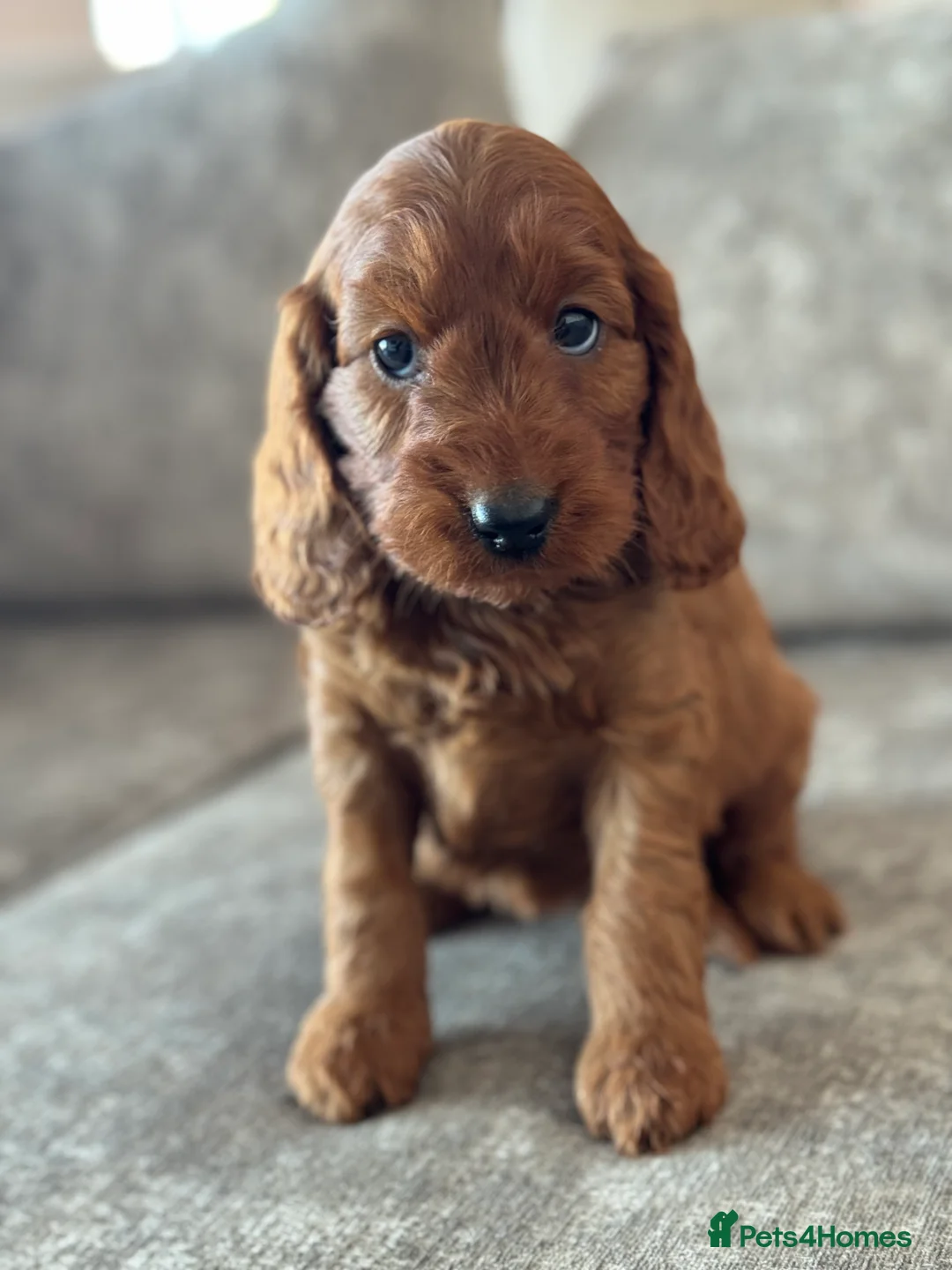 Cockapoo dogs for sale: BEAUTIFUL RED COCKAPOO PUPS HEALTH TESTED PARENTS - Advert 1