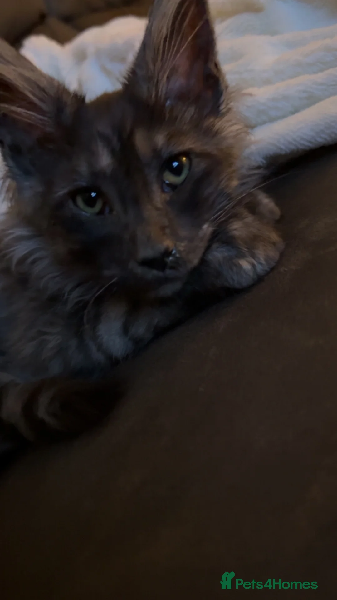 Maine Coon cats for sale: Lovely male, 1 only - Advert 2