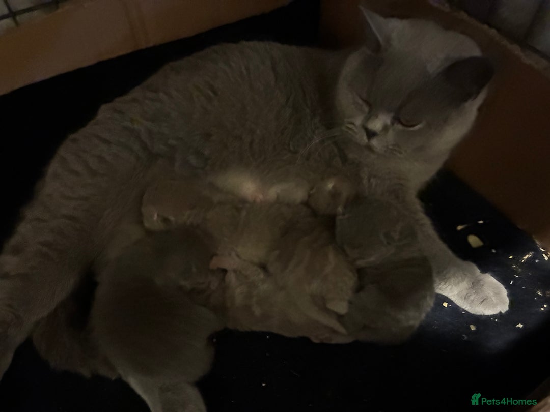 British Shorthair cats for sale: GCCF REGISTERED BRITISH SHORTHAIRED KITTENS - Advert 16
