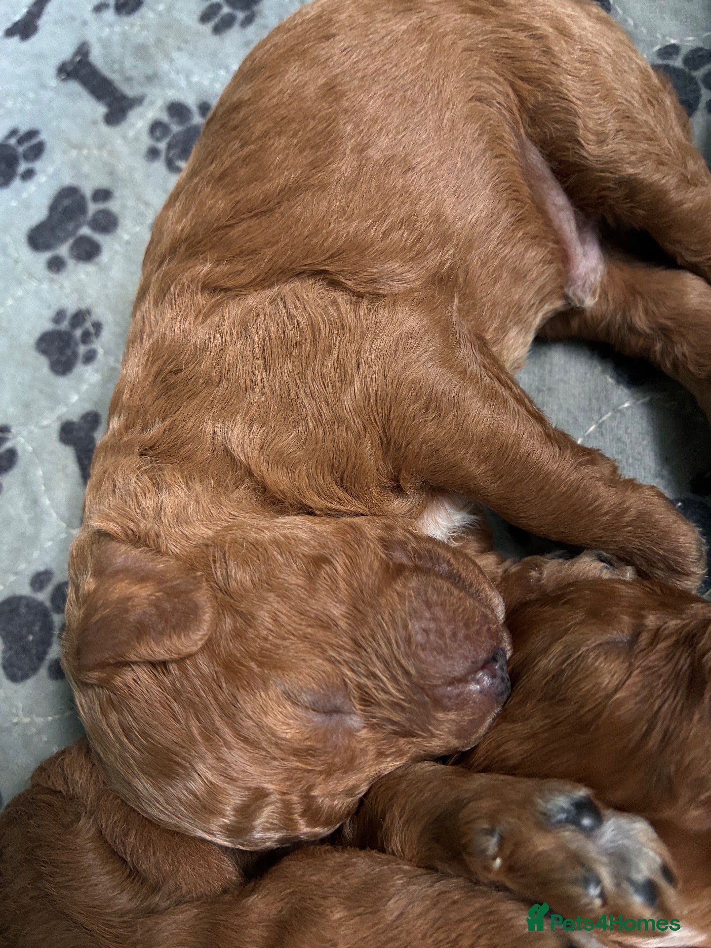 Cavapoo dogs Adorable Cavapoo Puppies Arrived :-) - Advert 2