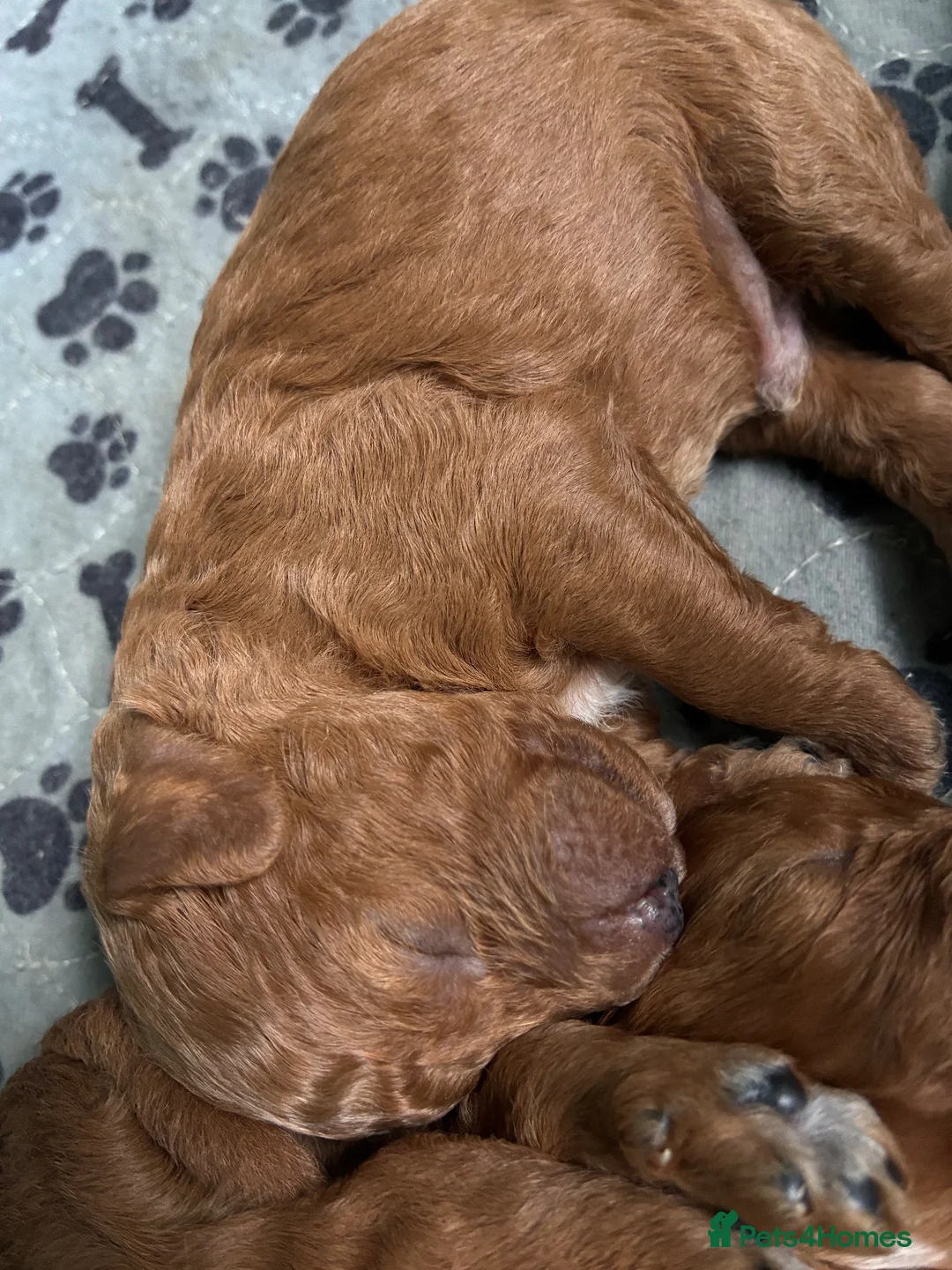 Cavapoo dogs for sale: Adorable Cavapoo Puppies Arrived :-) - Advert 2