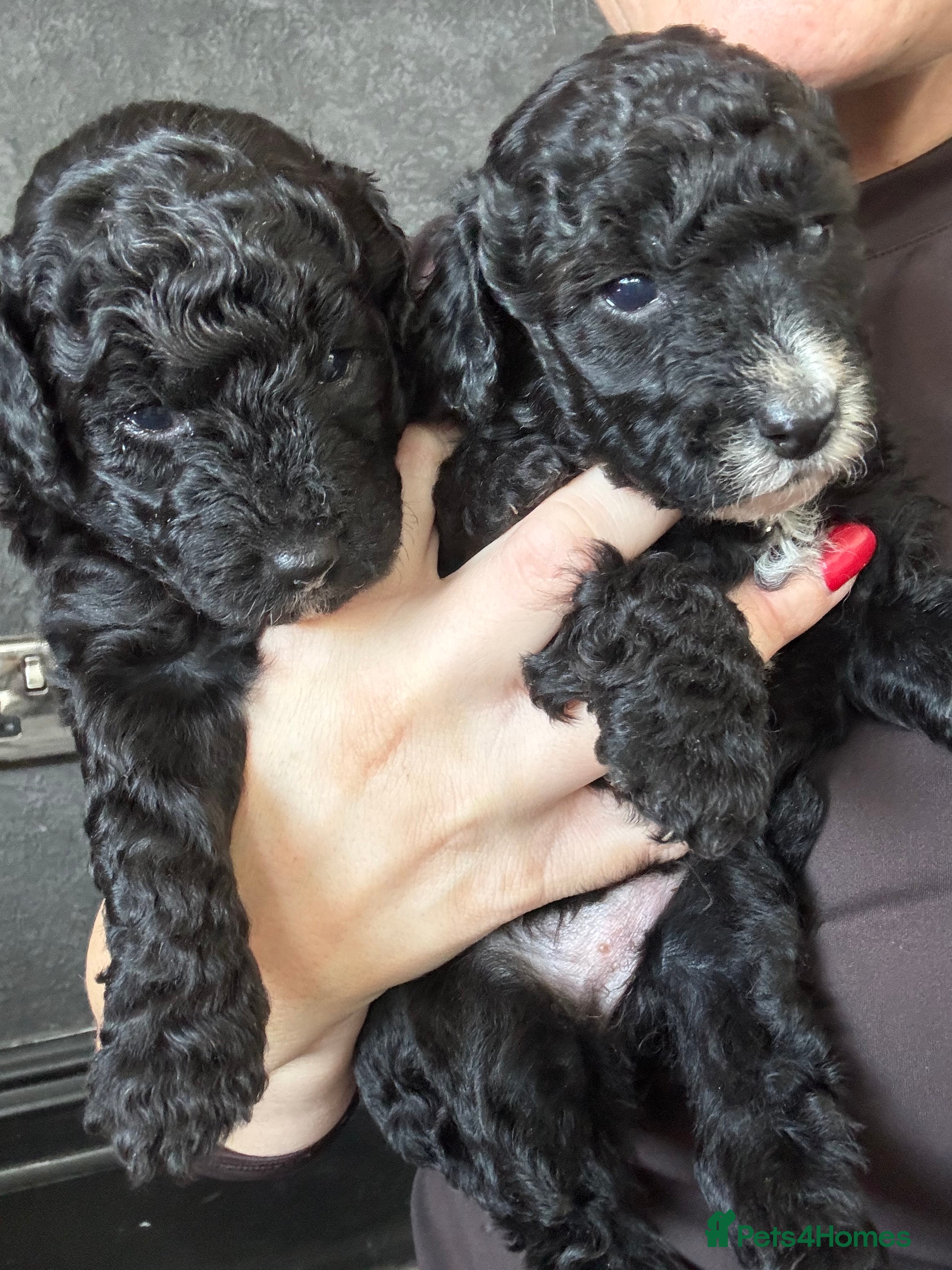 Aussiedoodle dogs Miniature Aussie Doodle Pups 🐾 ❤️ - Advert 10