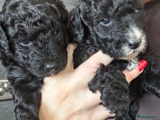 Aussiedoodle dogs Miniature Aussie Doodle Pups 🐾 ❤️ - Advert 10
