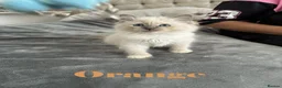 Ragdoll cats for sale: Beautiful Ragdoll Kittens  - Advert 4