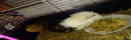Tan rabbits for sale: 2 Female guinea pigs - Advert 6