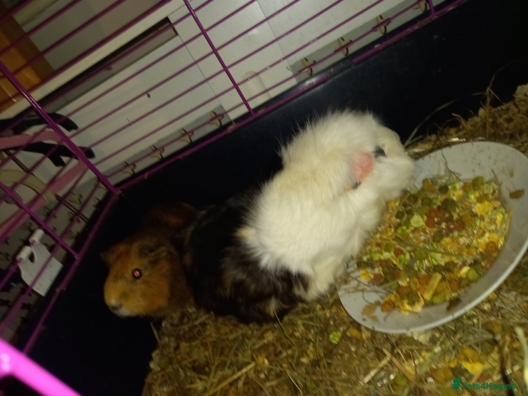 Tan rabbits for sale: 2 Female guinea pigs - Image 6