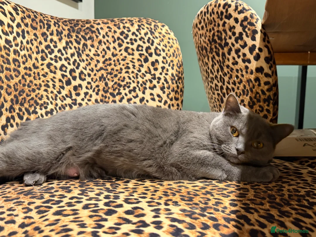 British Shorthair cats for sale: British shorthair kittens  in Malvern - Advert 14