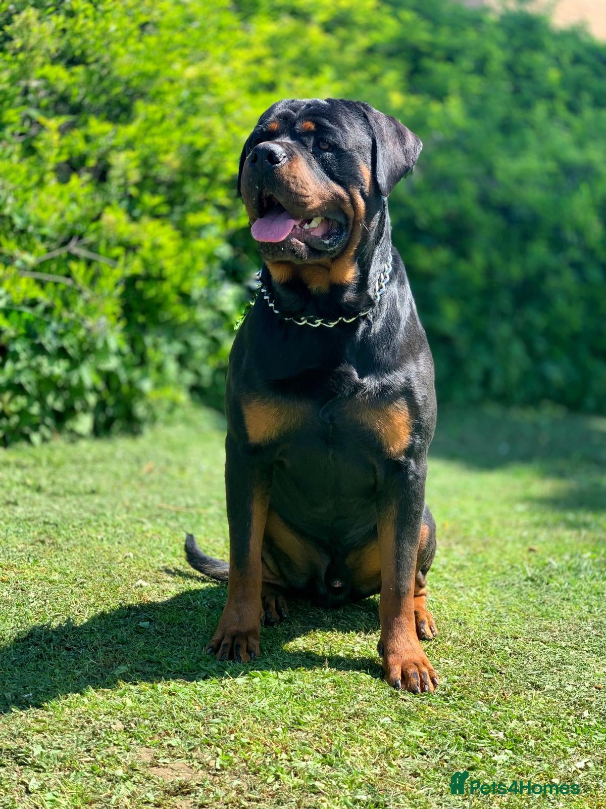 Rottweiler dogs K..C REGISTERED ROTTWEILER STUD - Advert 4