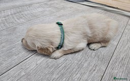 Golden Retriever dogs for sale: Golden retriever puppies - Image 4