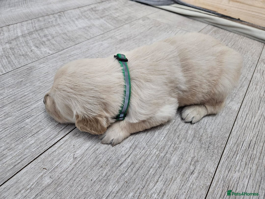 Golden Retriever dogs for sale: Golden retriever puppies - Image 4