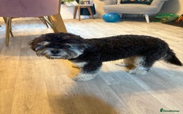 Mixed Breed dogs for sale: Black and Tan Froodle ( French bulldog/ poodle  - Image 4