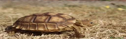 Tortoise reptiles for sale: BABY SULCATAS & SET UPS! - Advert 6