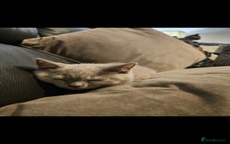 British Shorthair cats for sale: Rare lilac British Short Hair Kitten (Female)  - Image 7