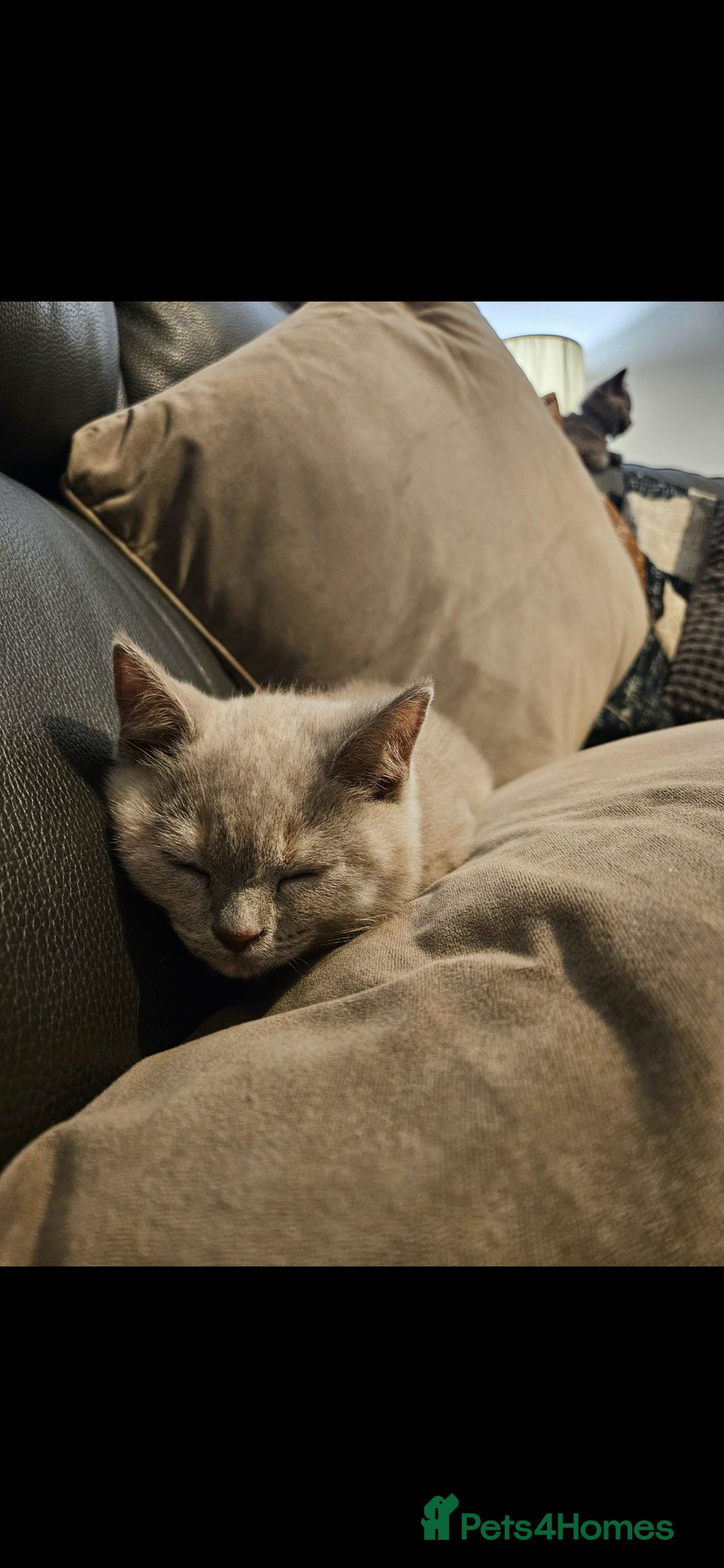 British Shorthair cats for sale: Rare lilac British Short Hair Kitten (Female)  - Image 7