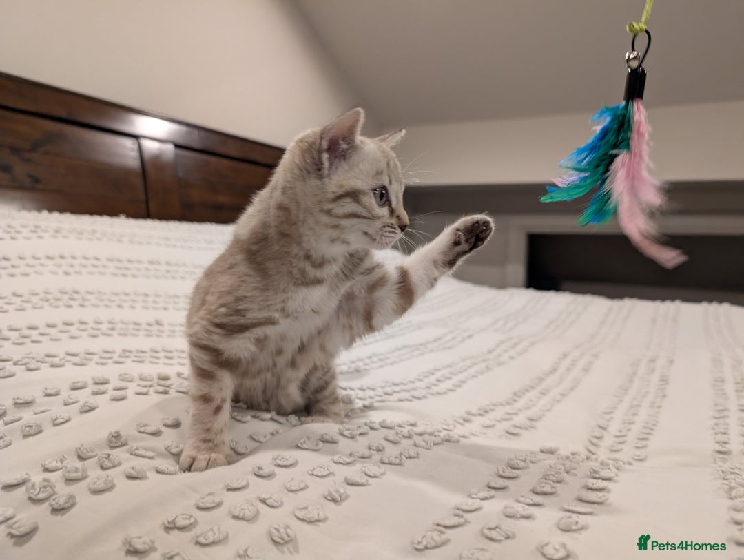 Bengal cats for sale: 🤍🩶 Stunning Snow Bengal Kittens 🩶🤍 - Advert 14