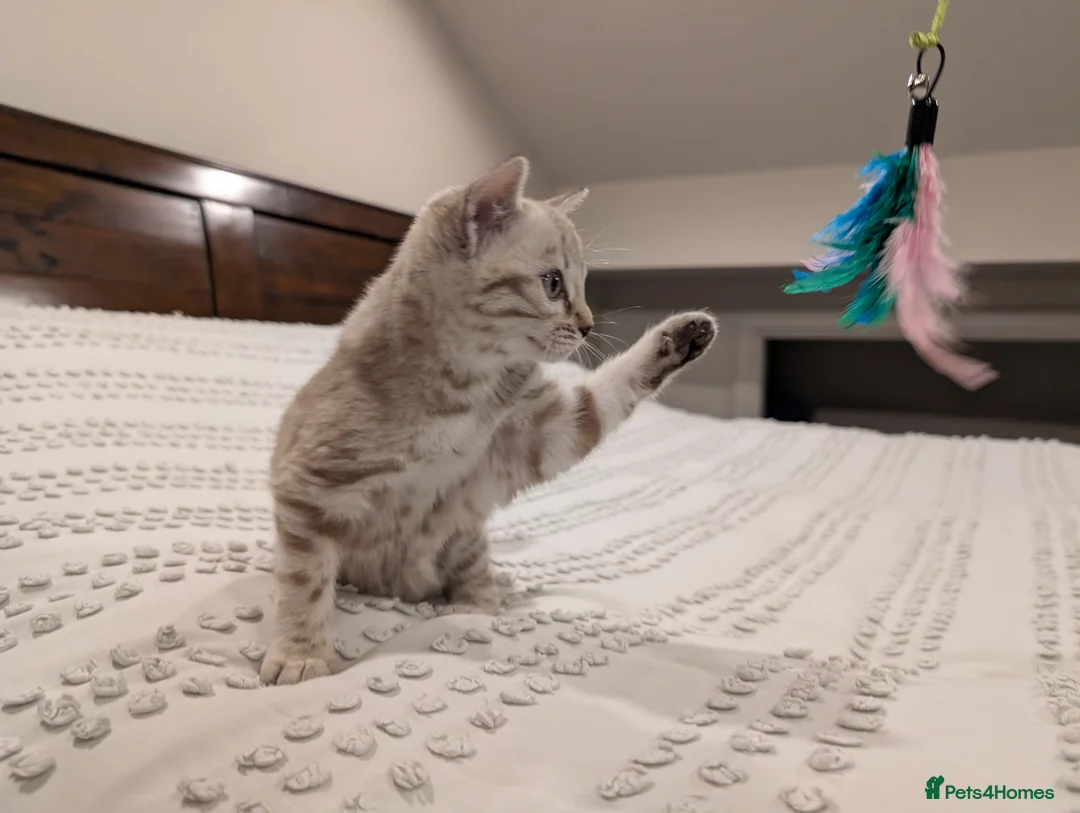 Bengal cats for sale: 🤍🩶 Stunning Snow Bengal Kittens 🩶🤍 - Advert 14