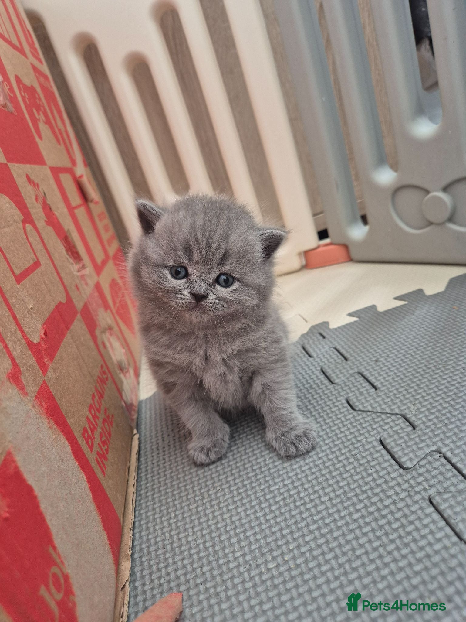 Scottish Fold cats Scottish Fold Kittens  - Advert 14