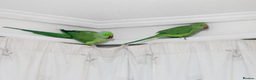Ringnecks birds for sale: Breeding Pair For Sale  - Advert 2